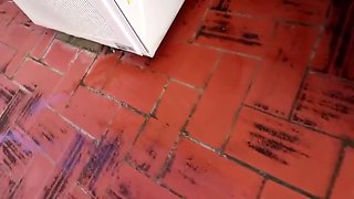 Do You Wanna Know The Amazing Spider-woman?