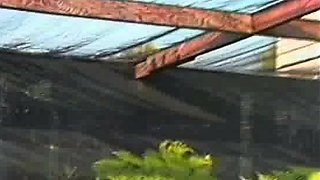 Amateur Blonde Blowjob Anal Fuck