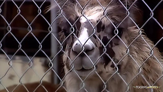 A busty blonde gets a cock in her cunt after giving a guy a blowjob.