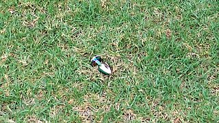 Lustery-Everybody Came Good?