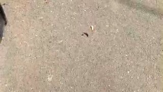 Foot Fetish jerk off Solo cyruz