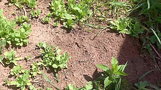 pussy piss dirt for care litter tree