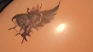 Horny Maid Riding Big Dick! Asmr Moaning Sex! Animated Porn