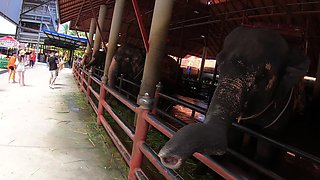 Feeding elephants and sex at home after with big ass Thai GF