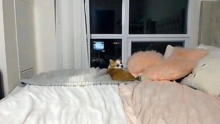 Beautiful wife masturbating show with webcam with toys